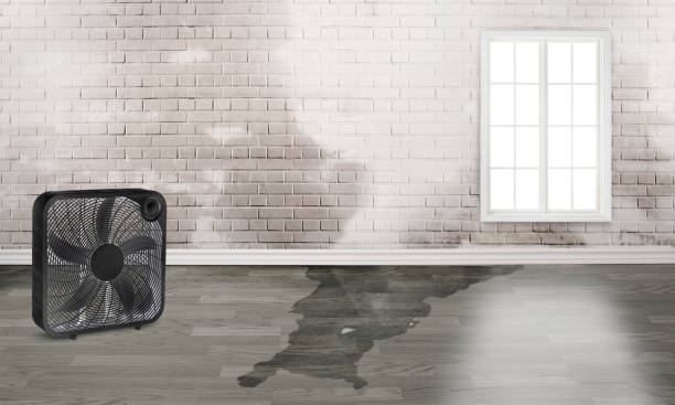 Best Water damage cleanup near me  in Killian, LA